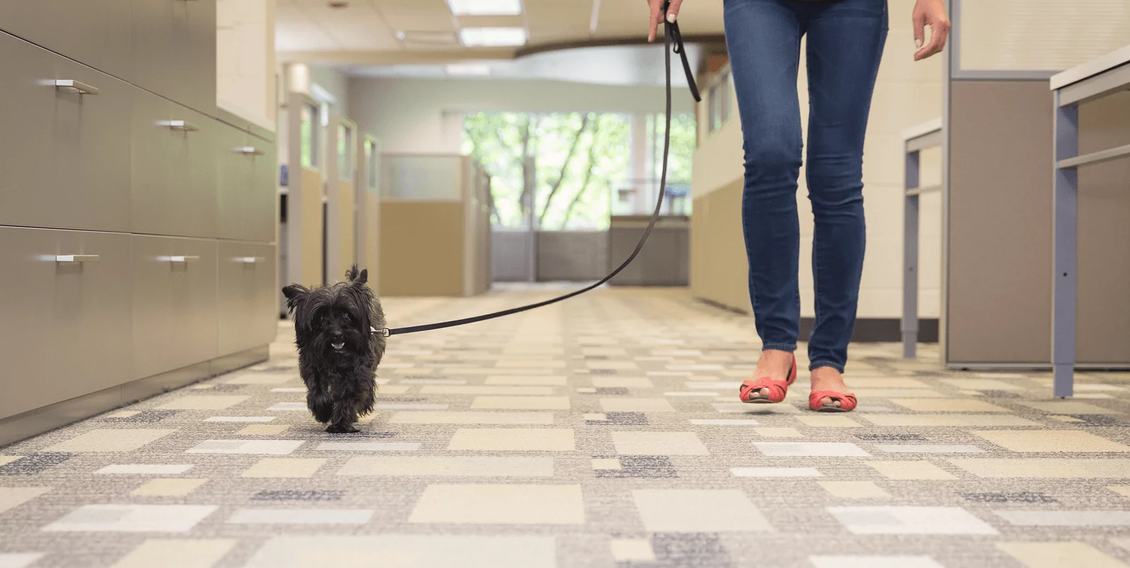 A small black dog on a leash walks beside a person wearing blue jeans and red flats in a modern office hallway with cubicles.