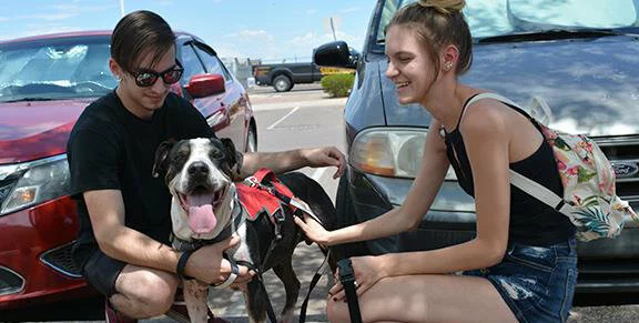 A young man and woman smile while petting a happy, brown and white dog wearing a red harness in a parking lot. Cars are parked behind them under a sunny, blue sky.