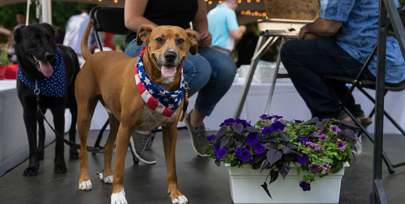 Two dogs on leashes, one brown with a red, white, and blue bandana, and one black with a blue polka-dot bandana, stand near people sitting at a table outdoors beside a pot of purple flowers.