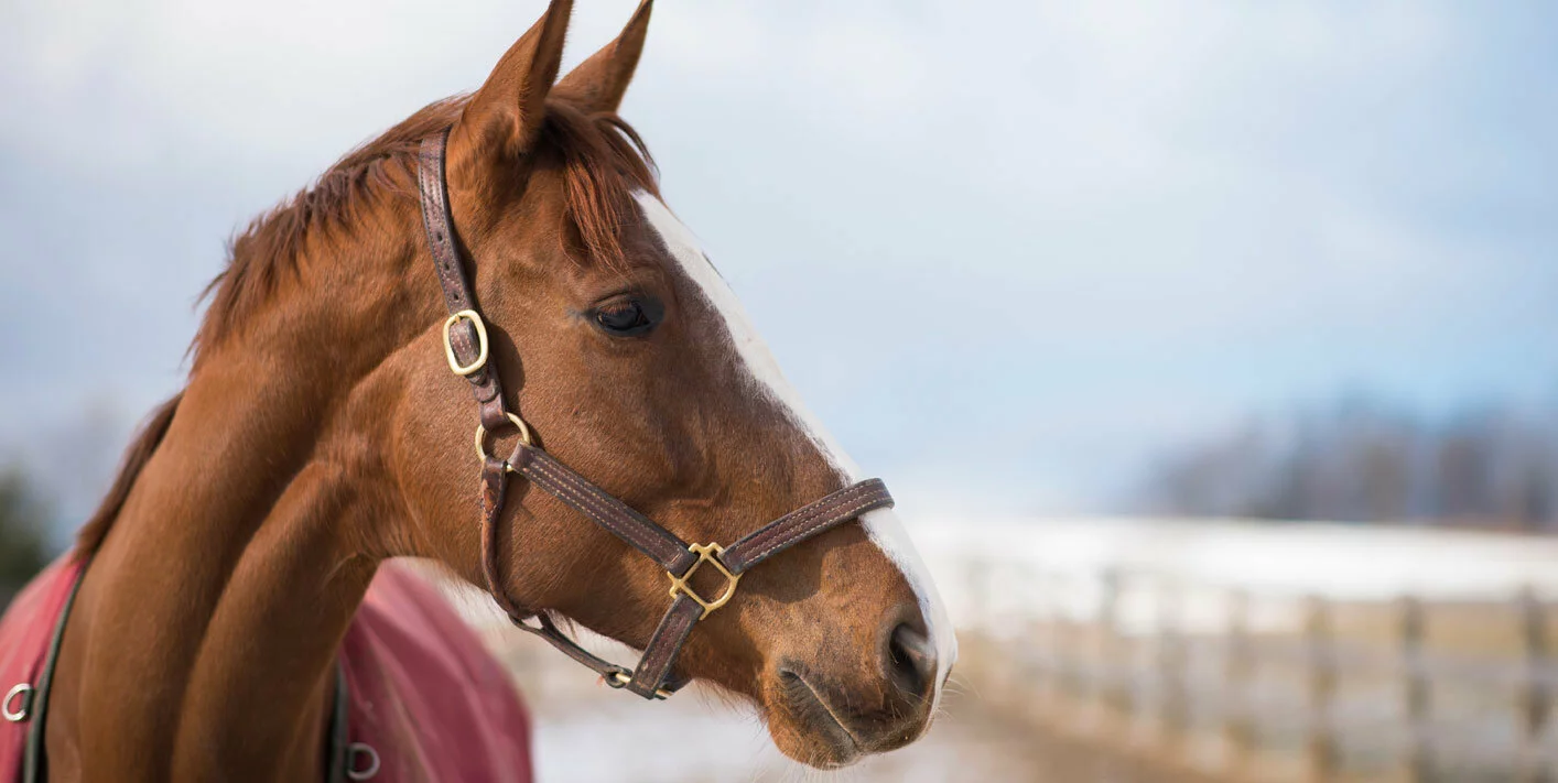 A close-up of a brown horse wearing a halter, standing outdoors near a fence on a cloudy day. The horse has a white stripe down its face and is facing to the right.