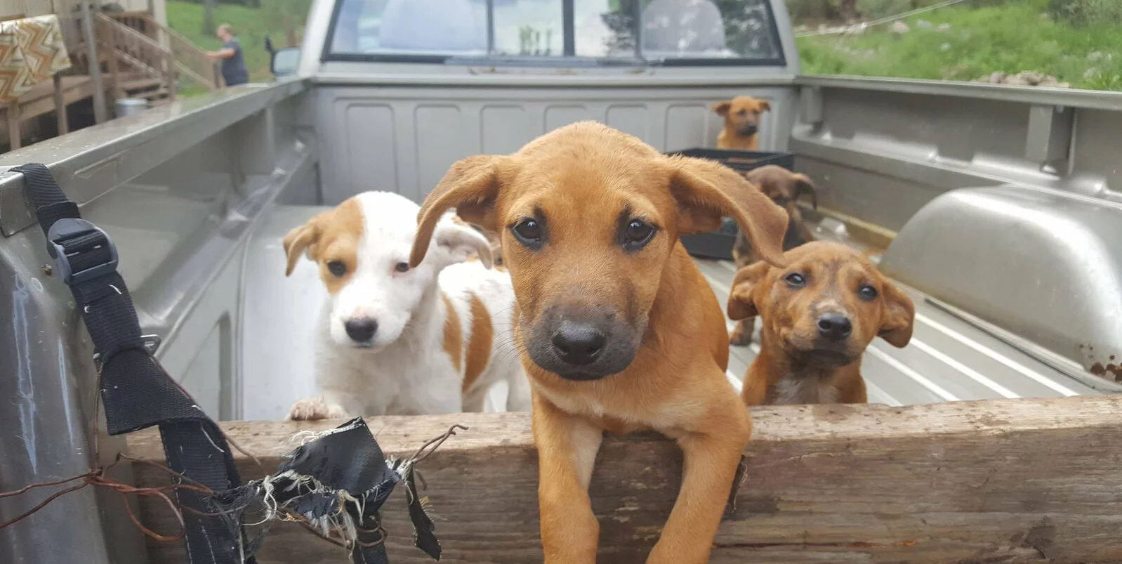 Five puppies stand in the bed of a pickup truck, with one brown puppy in the foreground looking directly at the camera and the others either beside or behind it. The setting appears to be outdoors.