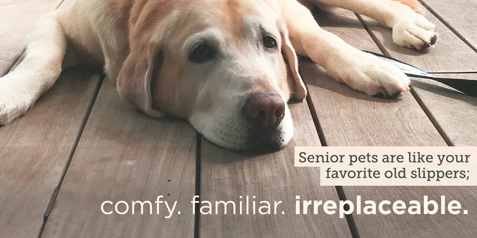 A senior yellow Labrador lies on a wooden floor, looking relaxed. Text reads: Senior pets are like your favorite old slippers; comfy. familiar. irreplaceable.