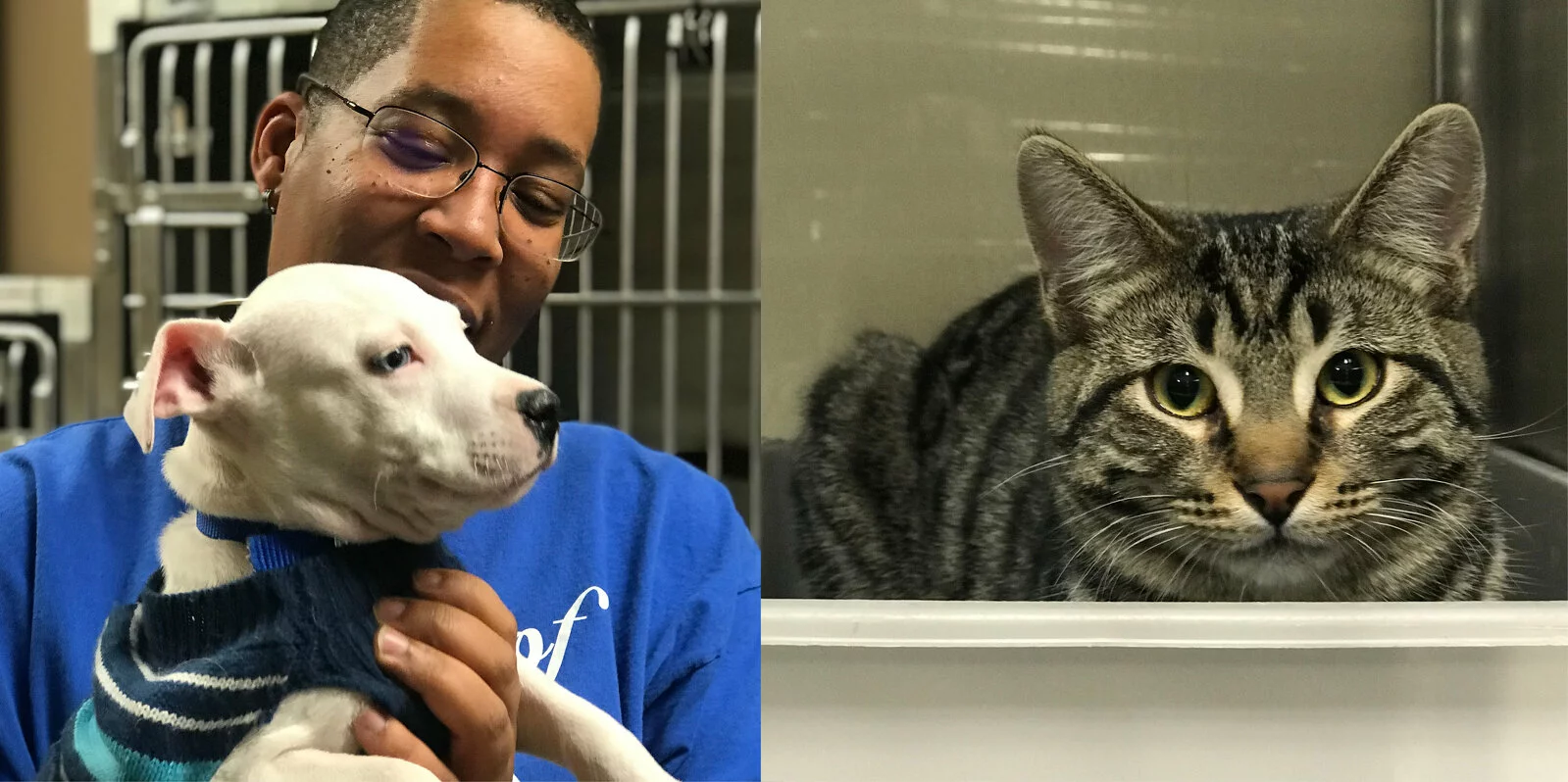 A person in glasses and a blue shirt holds a white puppy in a sweater; next to them, a tabby cat with yellow eyes sits in a kennel, looking at the camera.
