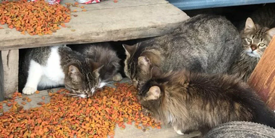 Several cats with fluffy fur and tabby markings eat dry cat food scattered on and under a wooden surface. Some cats are under the table, and others are beside it, with food spread across the area.