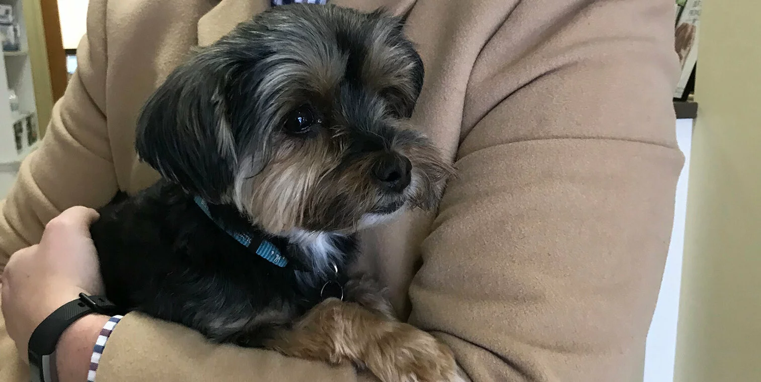 A small black and brown dog with a blue collar is being held in the arms of a person wearing a tan coat. The dog looks alert and relaxed.