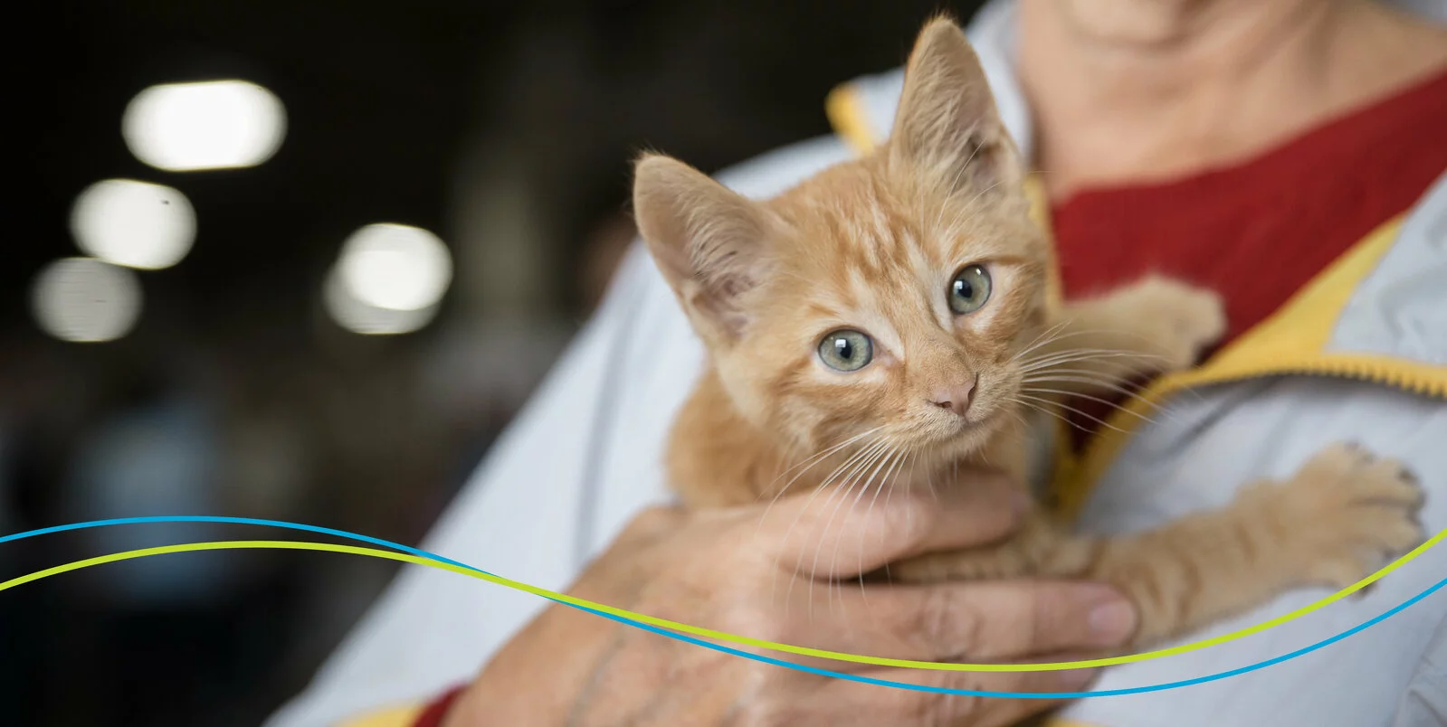 A person holding a small orange tabby kitten, which is looking at the camera. The person is wearing a light-colored jacket with a red shirt underneath. The background is blurred with bright lights.