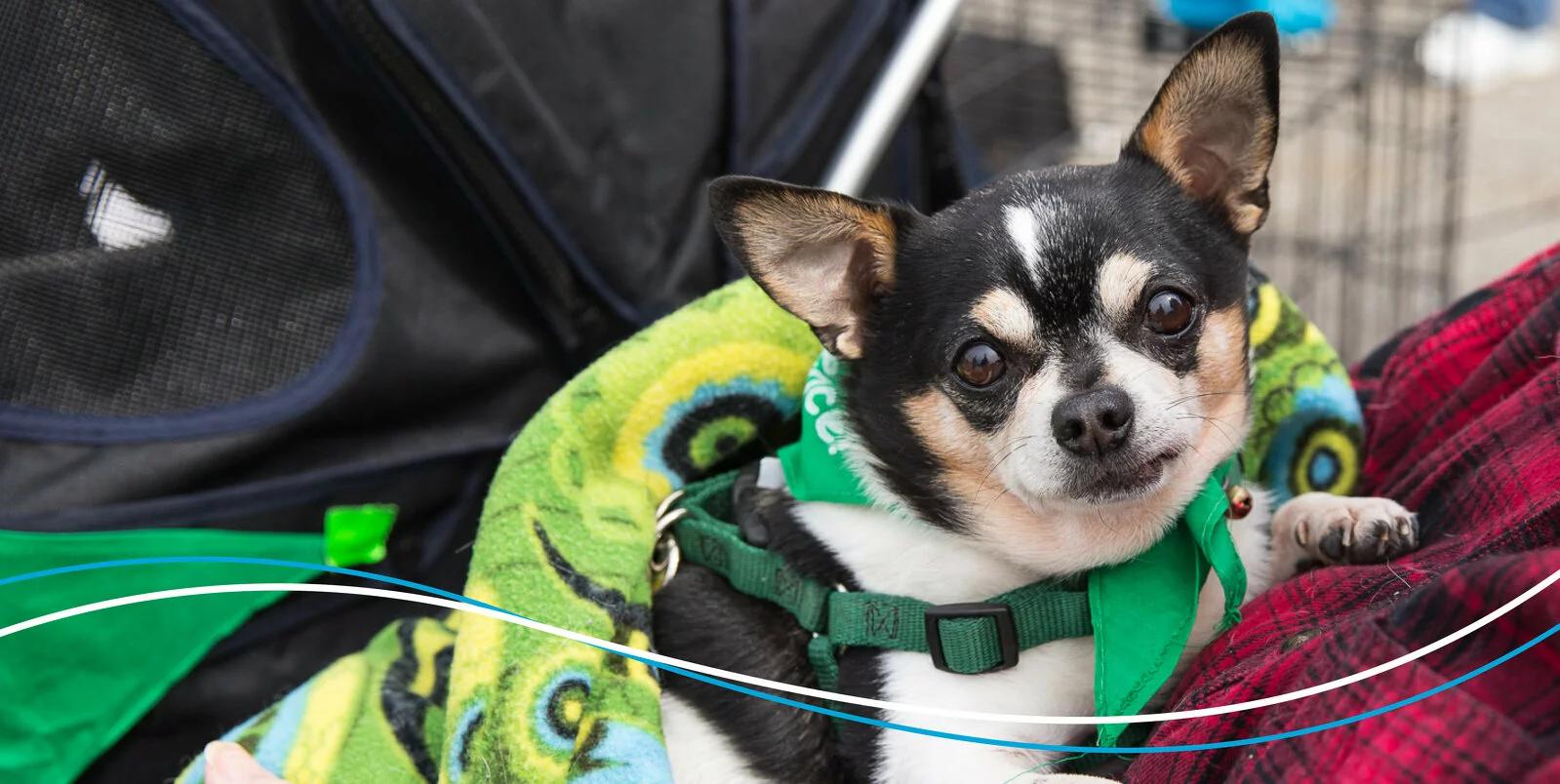 A small black, white, and tan Chihuahua wearing a green harness and bandana is lying on a colorful blanket, looking up with alert ears. There’s a stroller and a plaid shirt in the background.