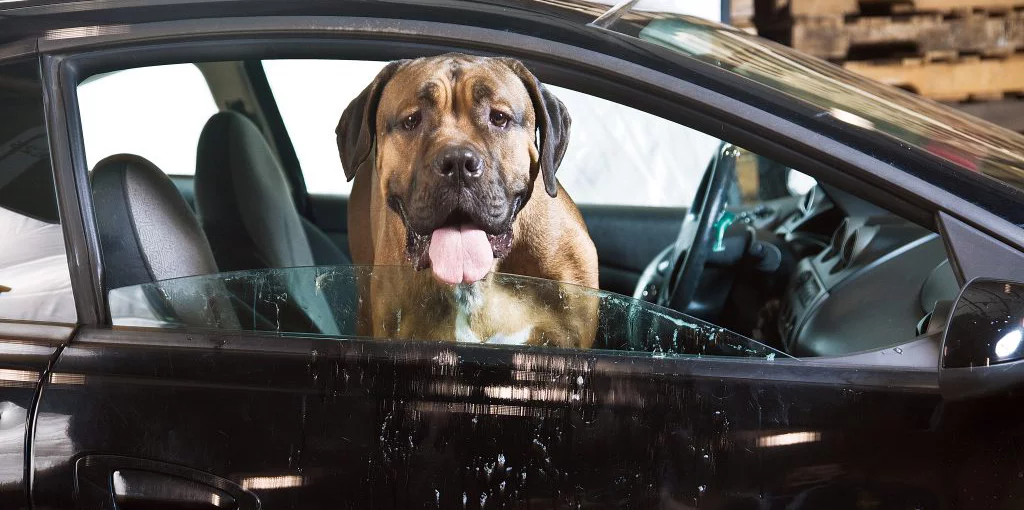A large brown dog with its tongue out sits in the front seat of a black car, looking out of the open window.