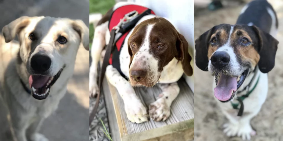 Three dogs: a smiling light-colored dog, a brown and white dog wearing a red vest lying down, and a black, brown, and white dog standing on sand, all looking at the camera.