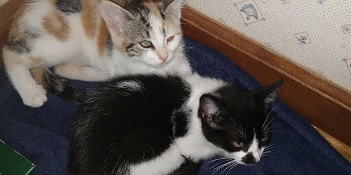 Two kittens lying on a dark blue blanket: one is black and white, and the other is white with orange and black patches. They are resting close together near a wall with patterned wallpaper.