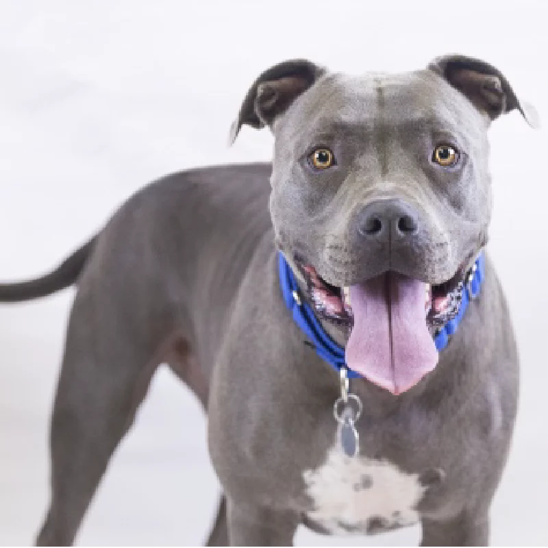A happy gray pit bull with a white patch on its chest, wearing a blue collar and tag, stands against a white background with its mouth open and tongue out.