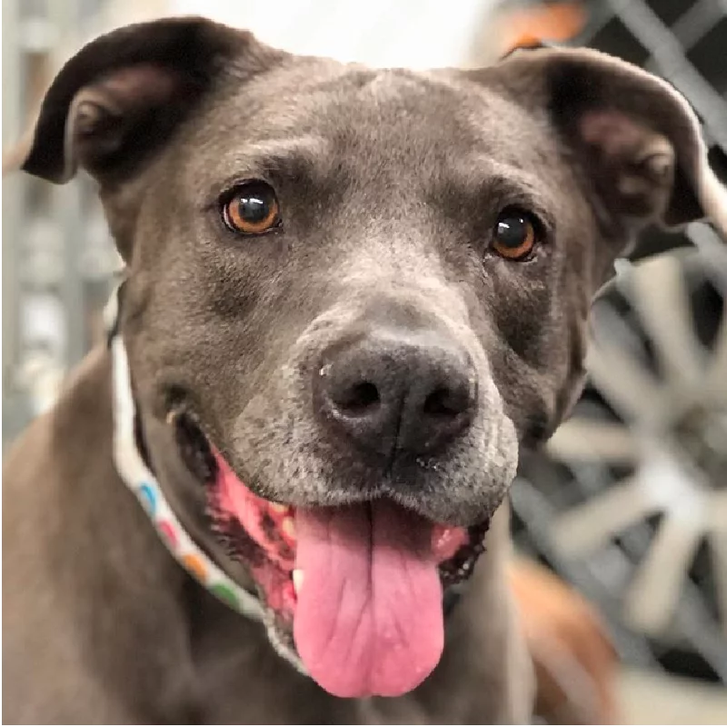 A close-up of a happy gray dog with brown eyes, wearing a colorful collar and panting with its tongue out. The background is blurred, showing indistinct shapes and colors.