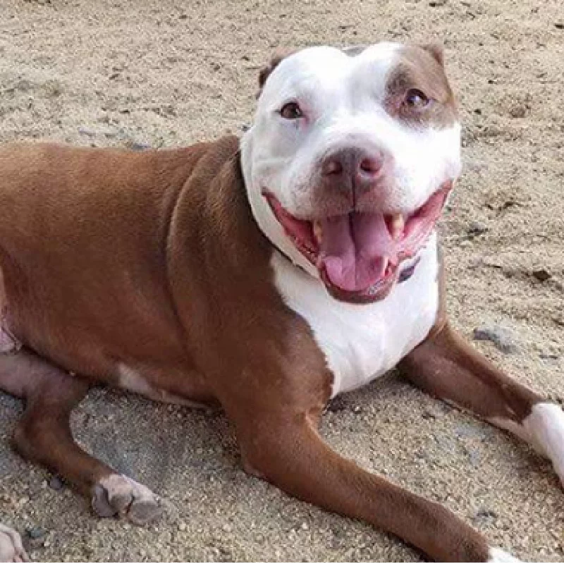 A brown and white dog is lying on sandy ground, looking up with its mouth open in a happy, relaxed expression.