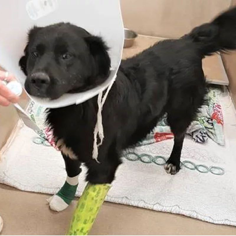 A black dog wearing a protective cone stands on a towel. One front leg is bandaged in green and the other in white. The dog appears to be recovering from an injury or medical procedure.