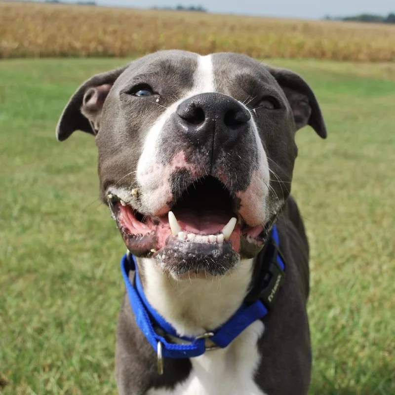A happy gray and white dog with a blue collar stands on grass, mouth open and tongue partially out, with a blurred field and sky in the background.