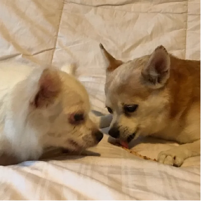 Two small dogs, one white and one tan, lie on a quilted blanket facing each other, sharing and gently tugging on a small treat.