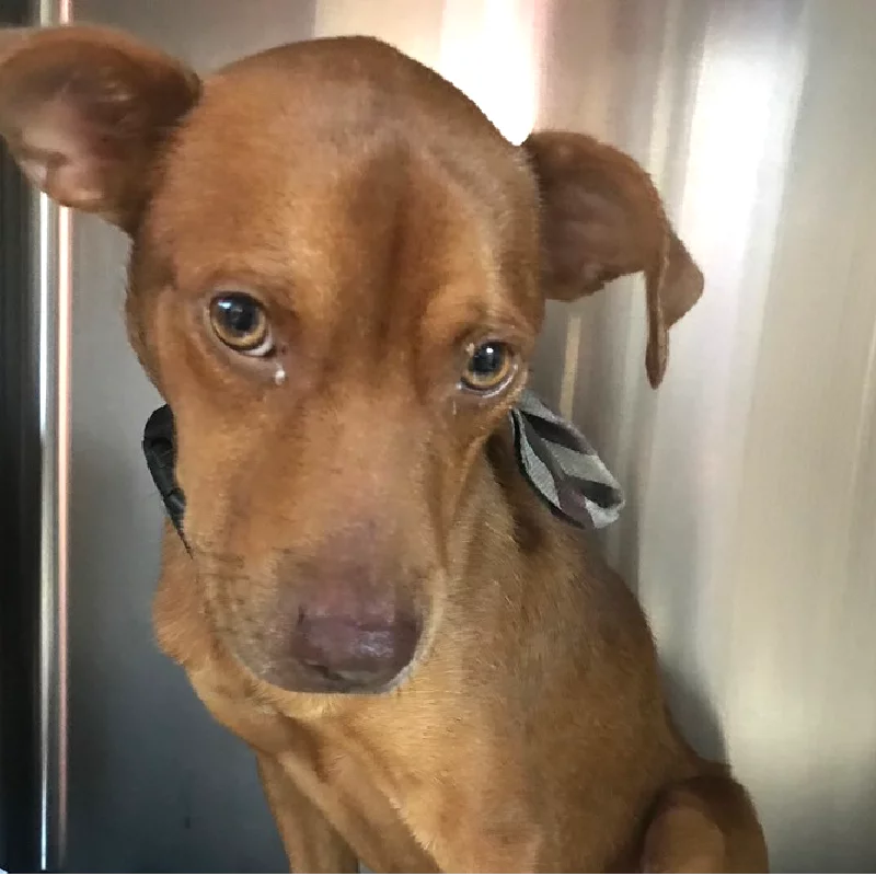A brown dog with short fur and expressive eyes sits against a metallic background, wearing a black and gray collar. One ear is perked up while the other flops to the side.