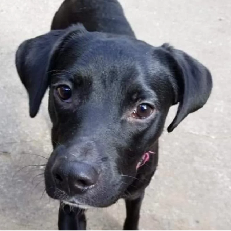 A close-up of a black dog with short fur and floppy ears standing on a concrete surface, looking up toward the camera with a curious expression.