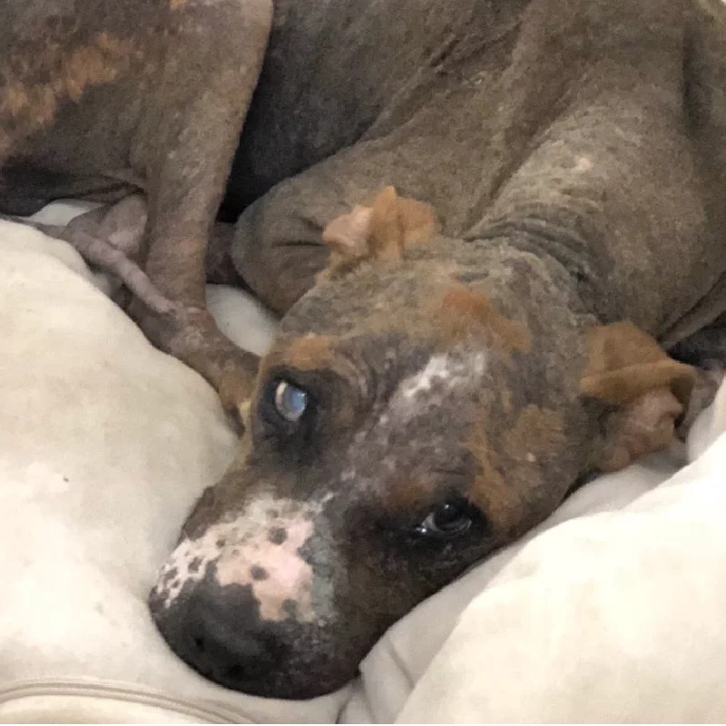 A thin, brown dog with patchy fur and a cloudy eye lies on a light-colored cushion, looking up with a sad expression.