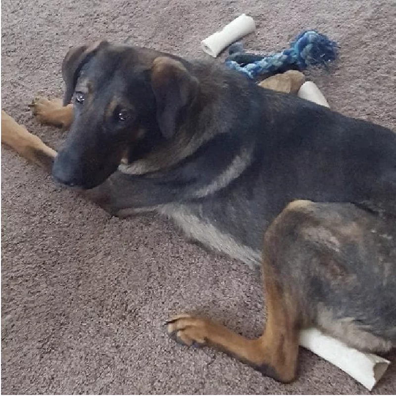A large dog with a short, dark brown and tan coat lies on a carpeted floor, surrounded by white chew bones and a blue rope toy. The dog is looking up and slightly to the left.
