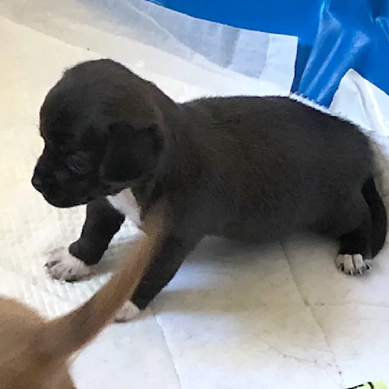 Small black and white puppy standing on a white pad, with part of another animals tail visible in the foreground. Blue material is visible in the background.
