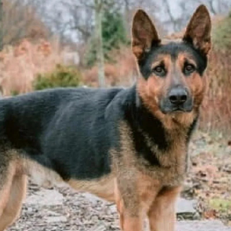 A German Shepherd stands outdoors on a path, looking alert with upright ears. The background features trees and dry, brown foliage, suggesting a fall or winter setting.