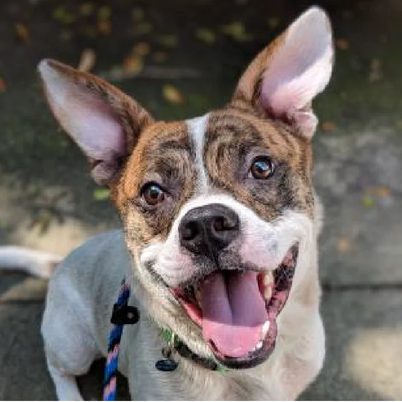 A happy dog with a brindle and white coat sits outside on a leash, looking up with its mouth open and tongue out, ears perked and eyes wide, on a sunlit concrete surface with some leaves.