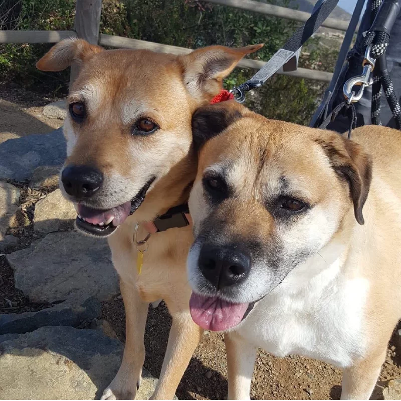Two tan and white dogs with short fur stand close together outdoors, both looking at the camera with their mouths open as if smiling. They are on leashes, and there are rocks and a wooden fence in the background.