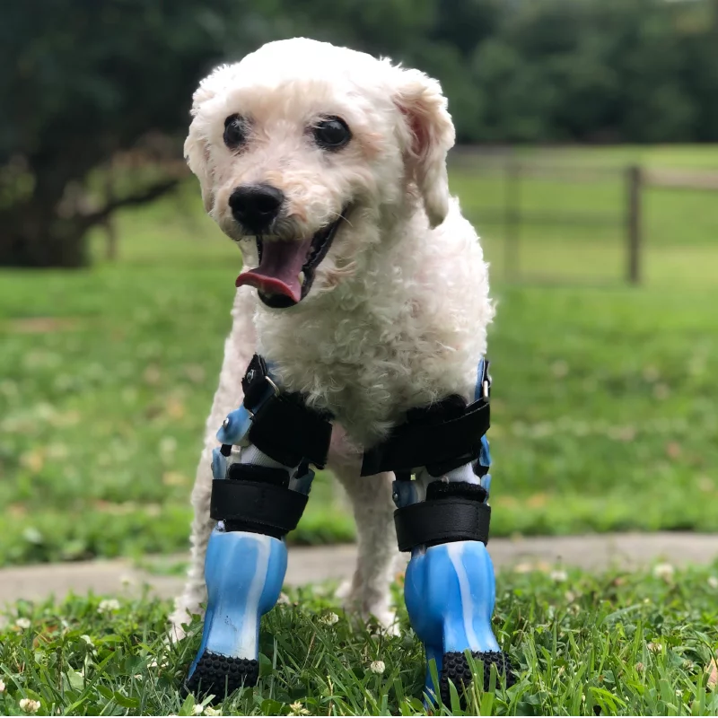 A small white dog stands on grass, wearing blue prosthetic front legs. The dog looks happy with its mouth open and tongue out, with a blurred green background of trees and a fence.