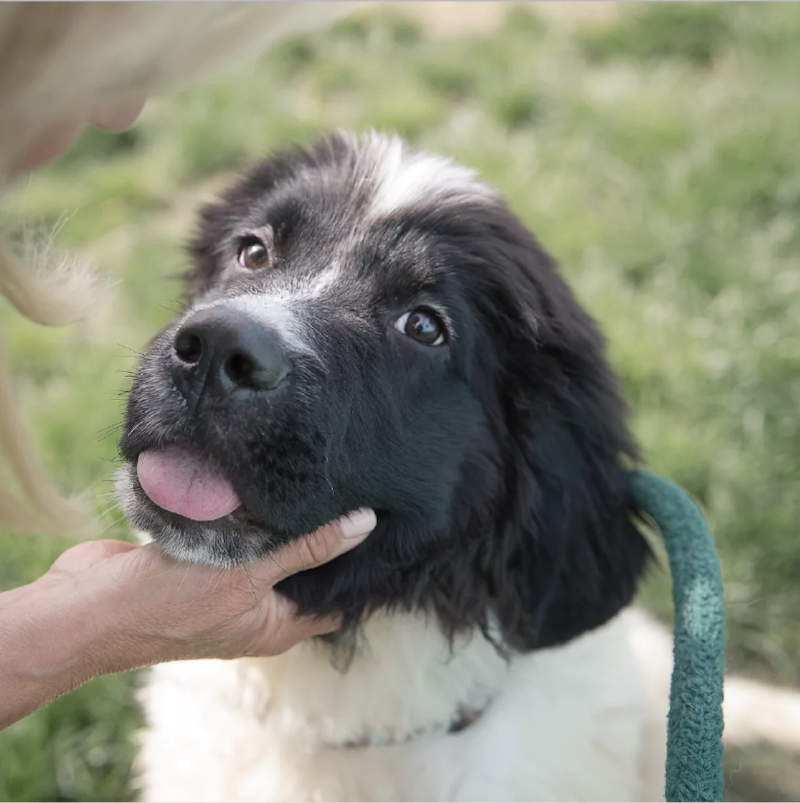 A fluffy black and white dog with its tongue slightly out looks up lovingly as a person gently holds its chin outdoors on a grassy lawn.