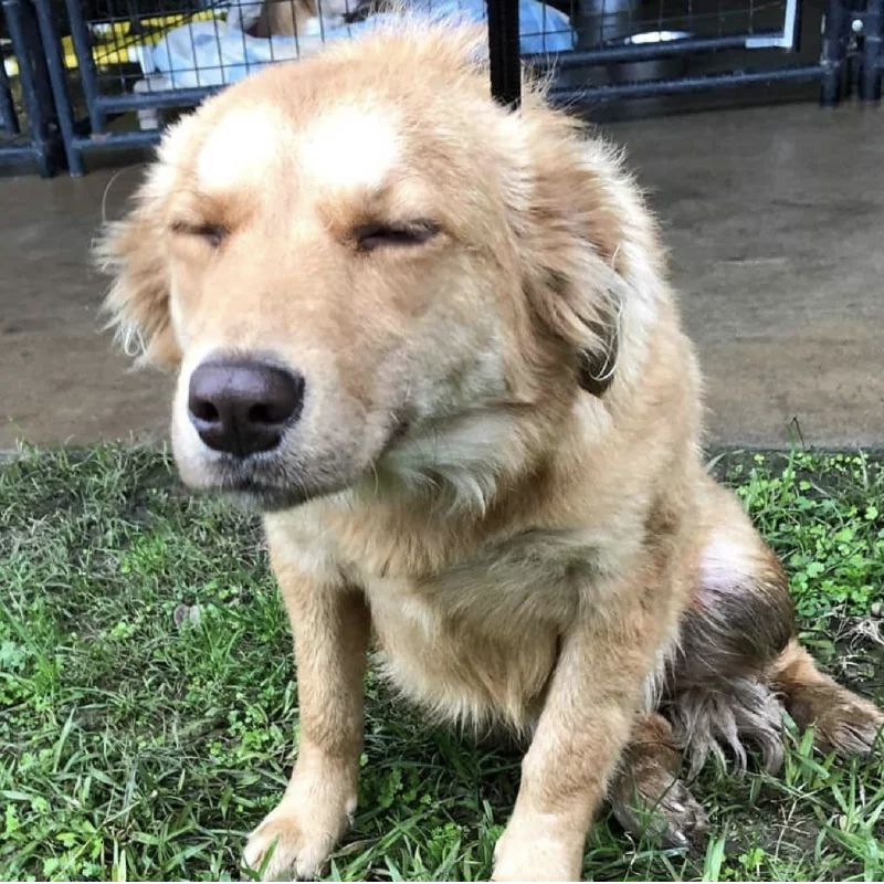 A light brown dog with fluffy fur sits on grass with its eyes closed, appearing relaxed or sleepy. There is a fenced area and concrete floor in the background.