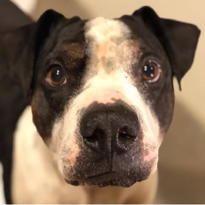 Close-up of a black and white dog with expressive brown eyes, looking directly at the camera. The background is blurred, bringing focus to the dog’s face.