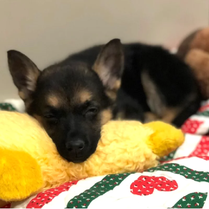 A small black and brown dog is lying on a bed with a colorful, festive blanket, resting its head on a yellow plush toy and appearing to be sleeping.