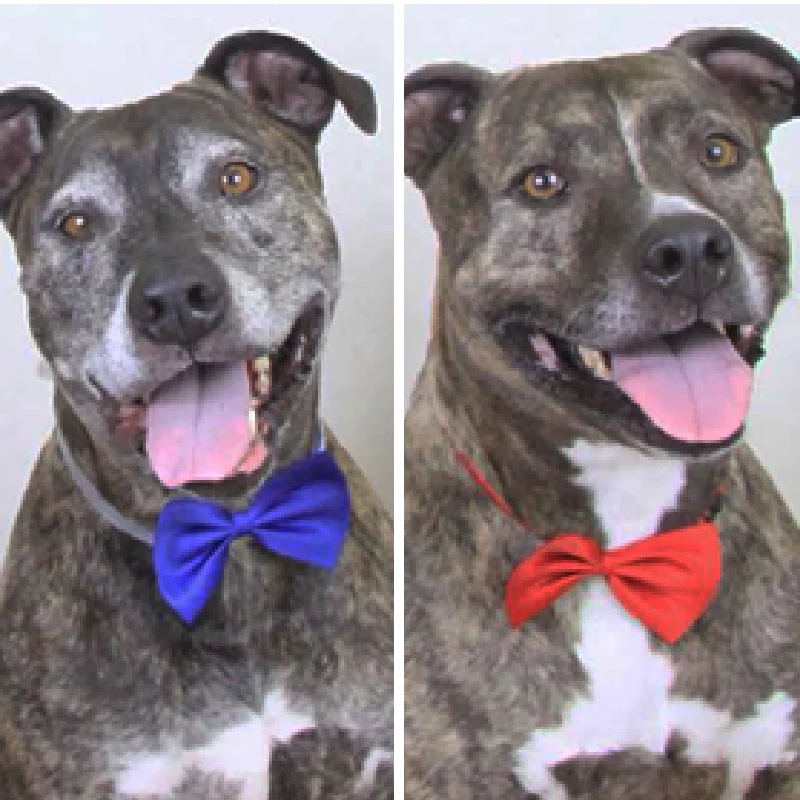 Side-by-side photos of a happy brindle dog with a white chest, wearing a blue bow tie in the left image and a red bow tie in the right image. The dog has its mouth open and tongue out in both photos.