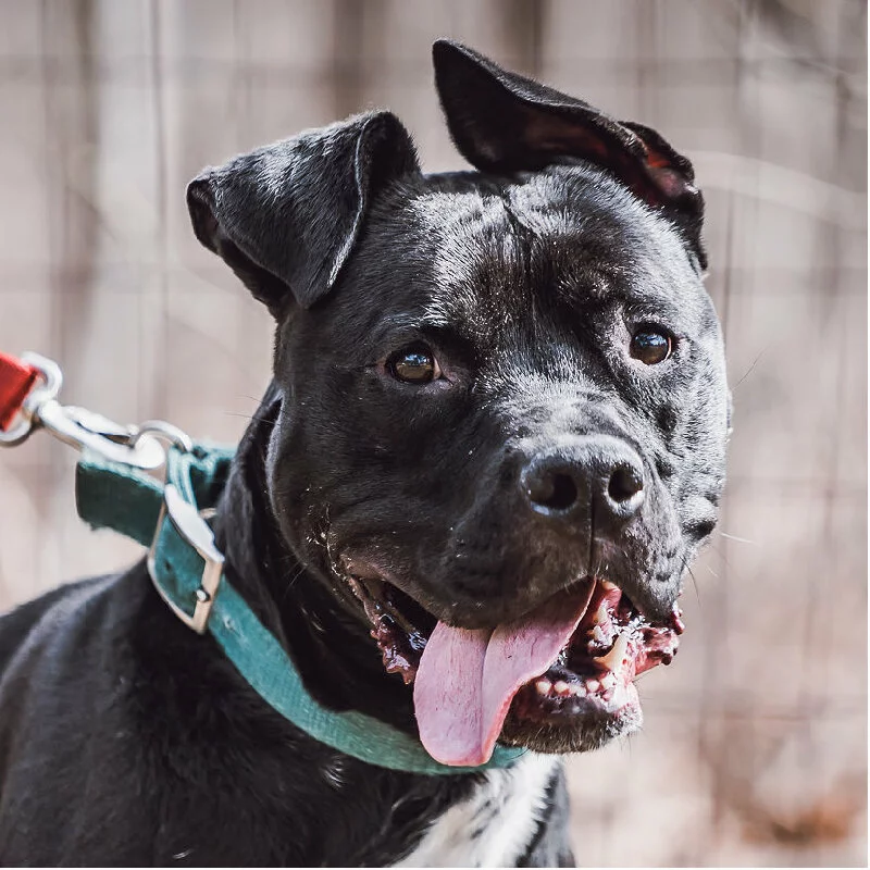 A black dog with a teal collar and red leash pants happily, showing its tongue and teeth. One ear sticks up while the other flops down. The background is blurred, with a wire fence and brown foliage visible.
