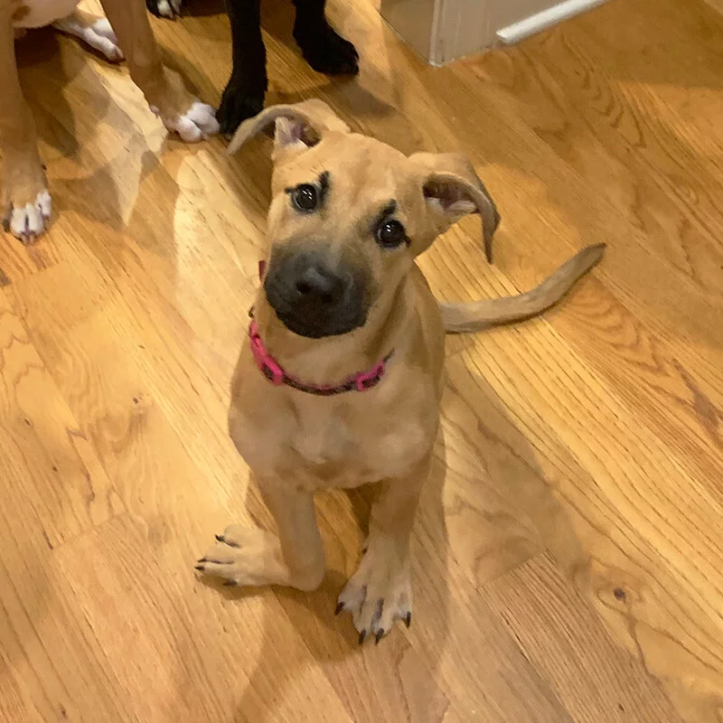 A light brown puppy with a pink collar sits on a wooden floor, tilting its head curiously. Other dogs legs are partially visible in the background.