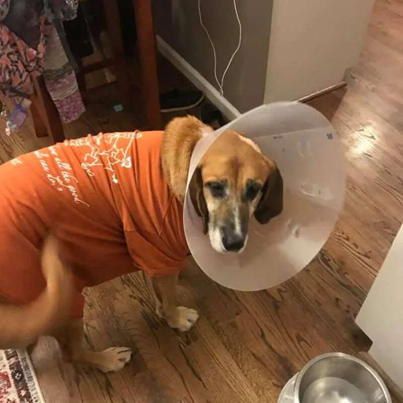 A brown dog wearing an orange shirt and a white plastic cone collar stands on a wooden floor near a metal water bowl, looking up.