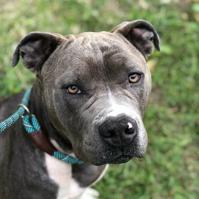 A close-up of a gray pit bull with light brown eyes, wearing a teal and black rope leash and a brown collar, sitting on grass and looking directly at the camera.