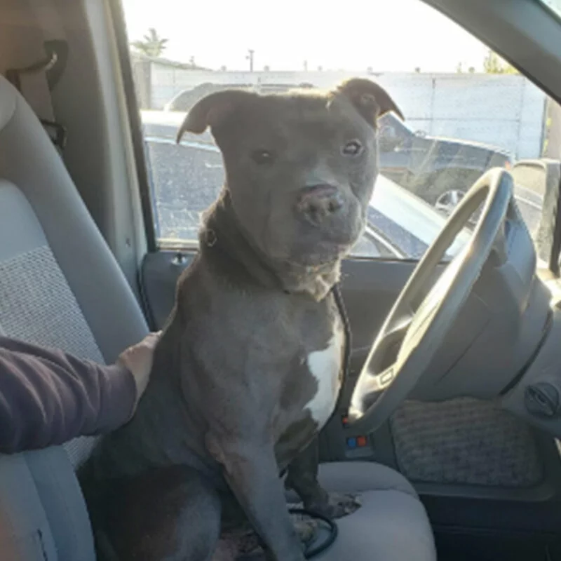 A black and white dog sits in the driver’s seat of a car, looking toward the camera. A persons hand is resting gently on the dogs side. Sunlight shines through the window.