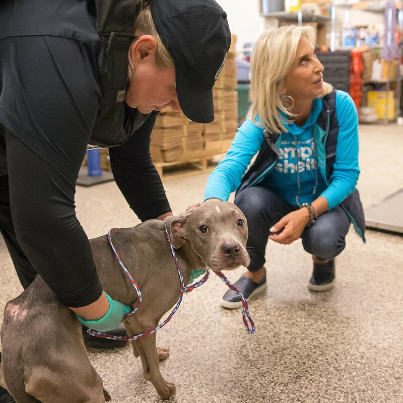 A person in uniform checks a gray pit bull wearing a rope leash, while a woman in a blue hoodie crouches nearby and looks at the dog. The scene takes place indoors, possibly at an animal shelter.