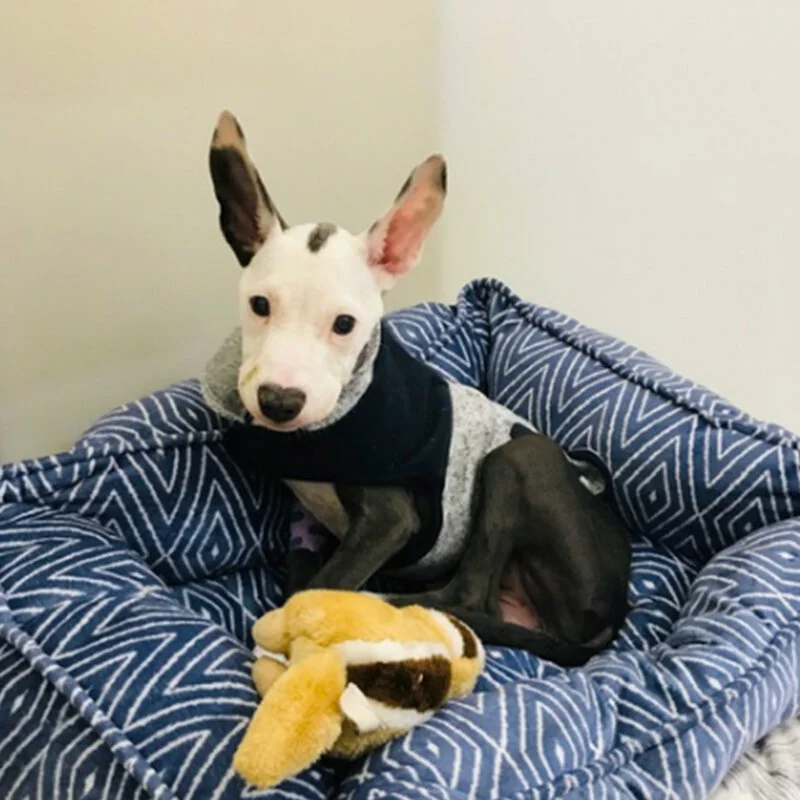 A small dog with a white face and dark markings, wearing a gray and black sweater, sits in a blue patterned dog bed with a plush toy. The dog’s ears are perked up, and it looks toward the camera.