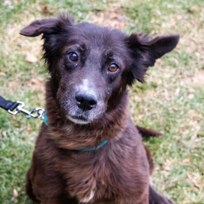 A brown dog with a white patch on its chest and slightly floppy ears sits on grass, looking up at the camera with a curious expression. The dog is wearing a collar and leash.