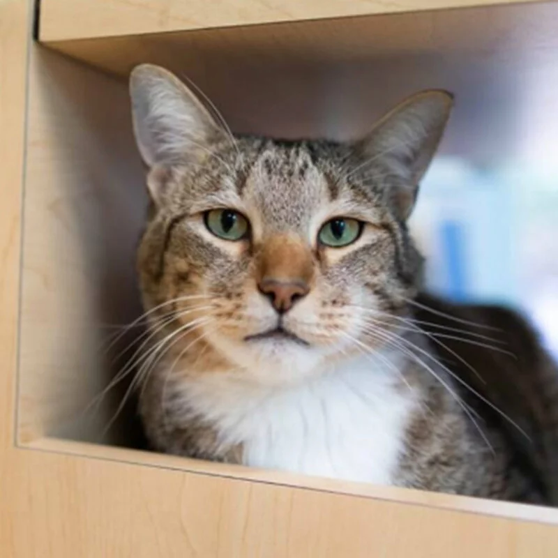 A tabby cat with green eyes and a white chest sits inside a wooden cubby, looking directly at the camera with a calm expression.