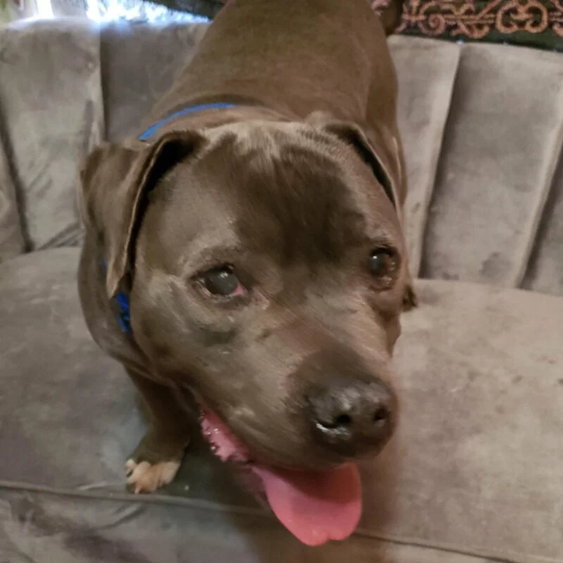 A close-up of a black and brown dog with a blue collar sitting on a gray, tufted sofa, looking up with its tongue out. The dog appears happy and playful.