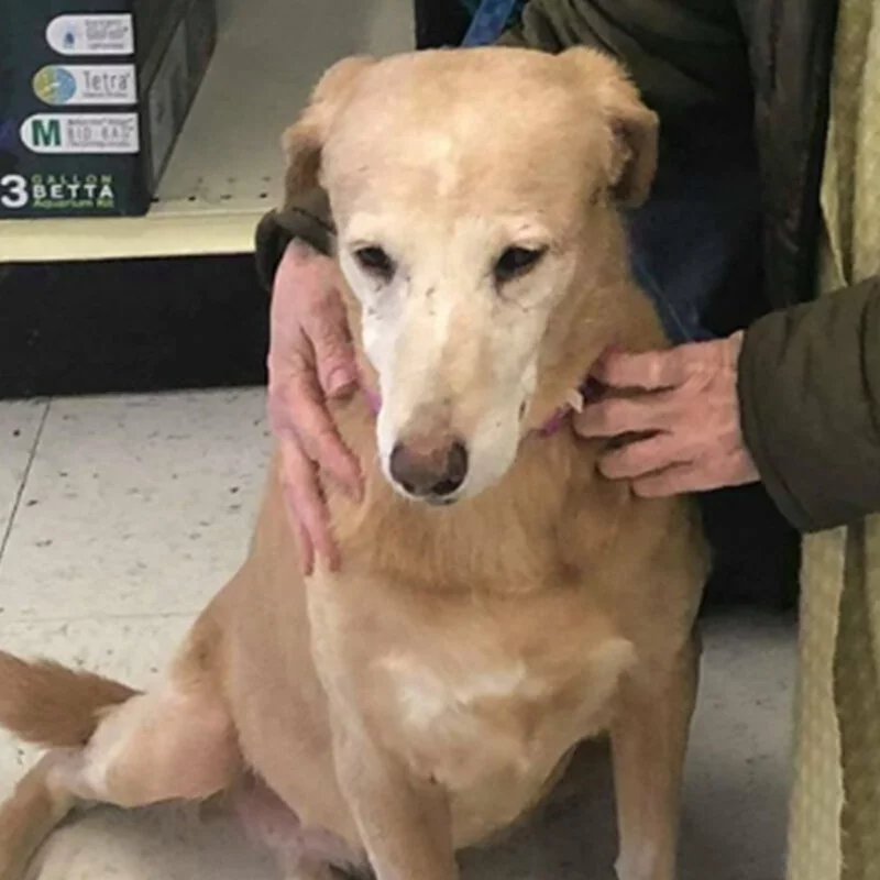 A light brown dog with a pale face sits on a tiled floor while a person gently holds its shoulders. The dogs ears are folded back, and there are store shelves visible in the background.