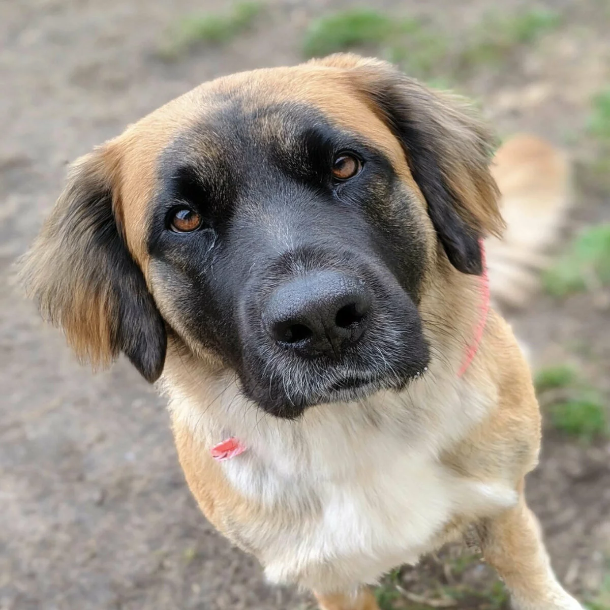 A close-up of a large dog with brown fur, a black snout, and expressive brown eyes, looking up at the camera. The dog has floppy ears and is wearing a faint pink collar. The background is dirt with some patches of green grass.