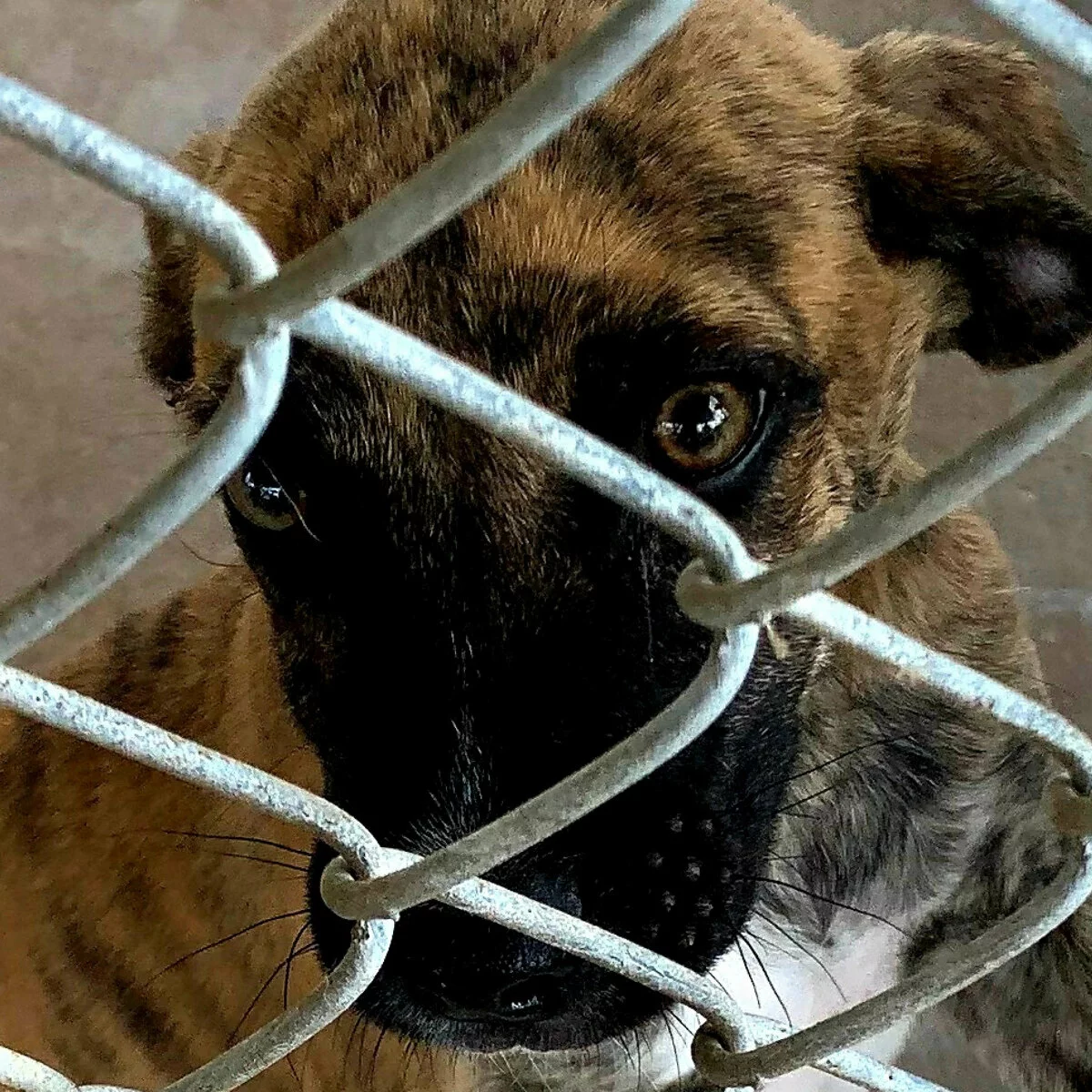 A brown brindle puppy with sad eyes looks through a metal chain-link fence, suggesting it is in a shelter or enclosure.