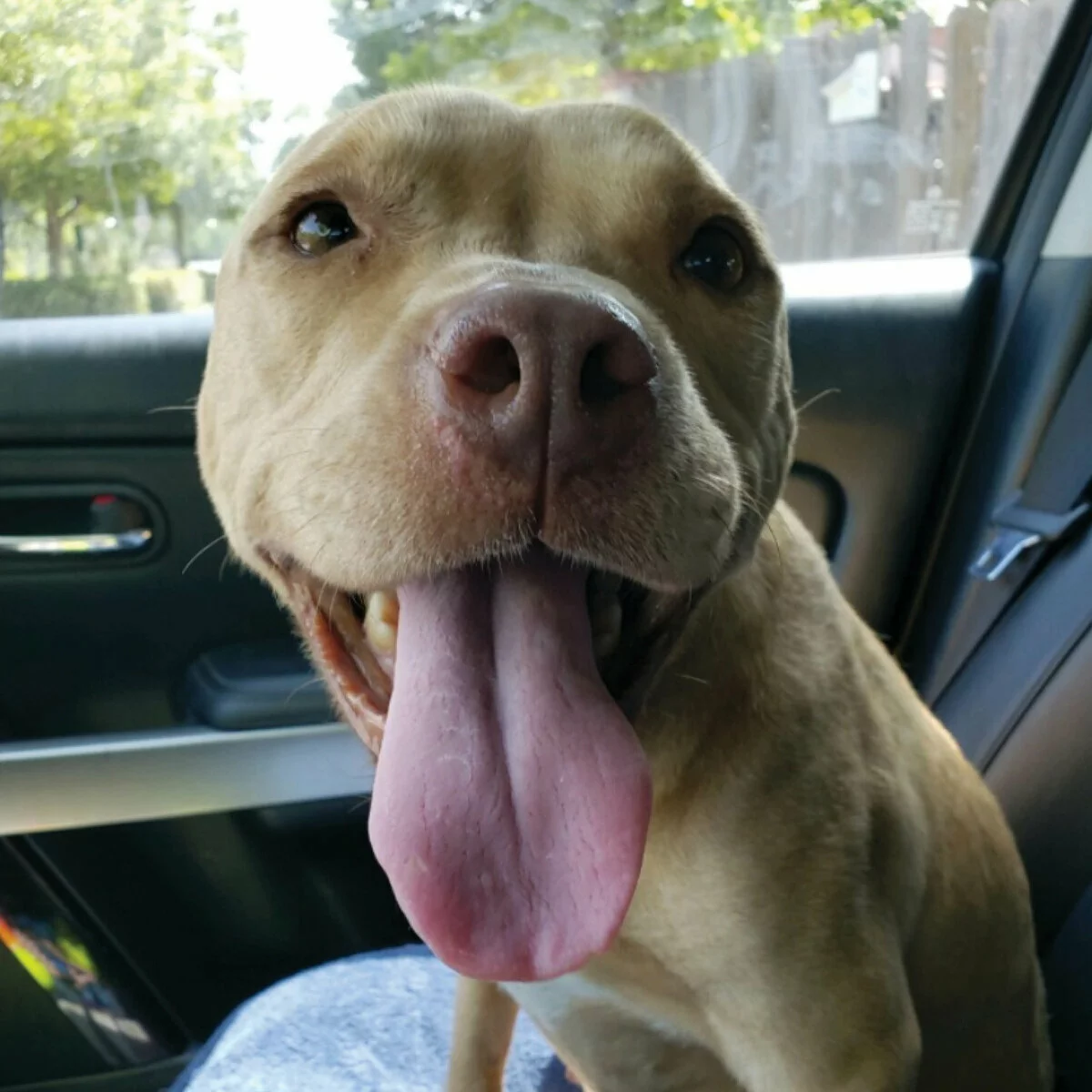 A happy light brown dog with its mouth open and tongue out sits in a car, looking at the camera. Sunlight shines through the window in the background.