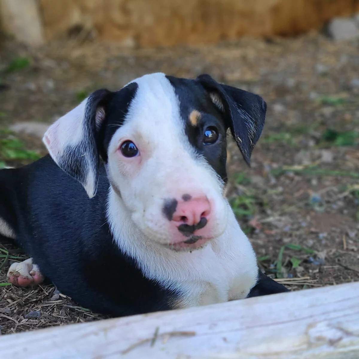 A black and white puppy with a pink nose and one floppy ear lies on the ground outside, looking curiously at the camera.