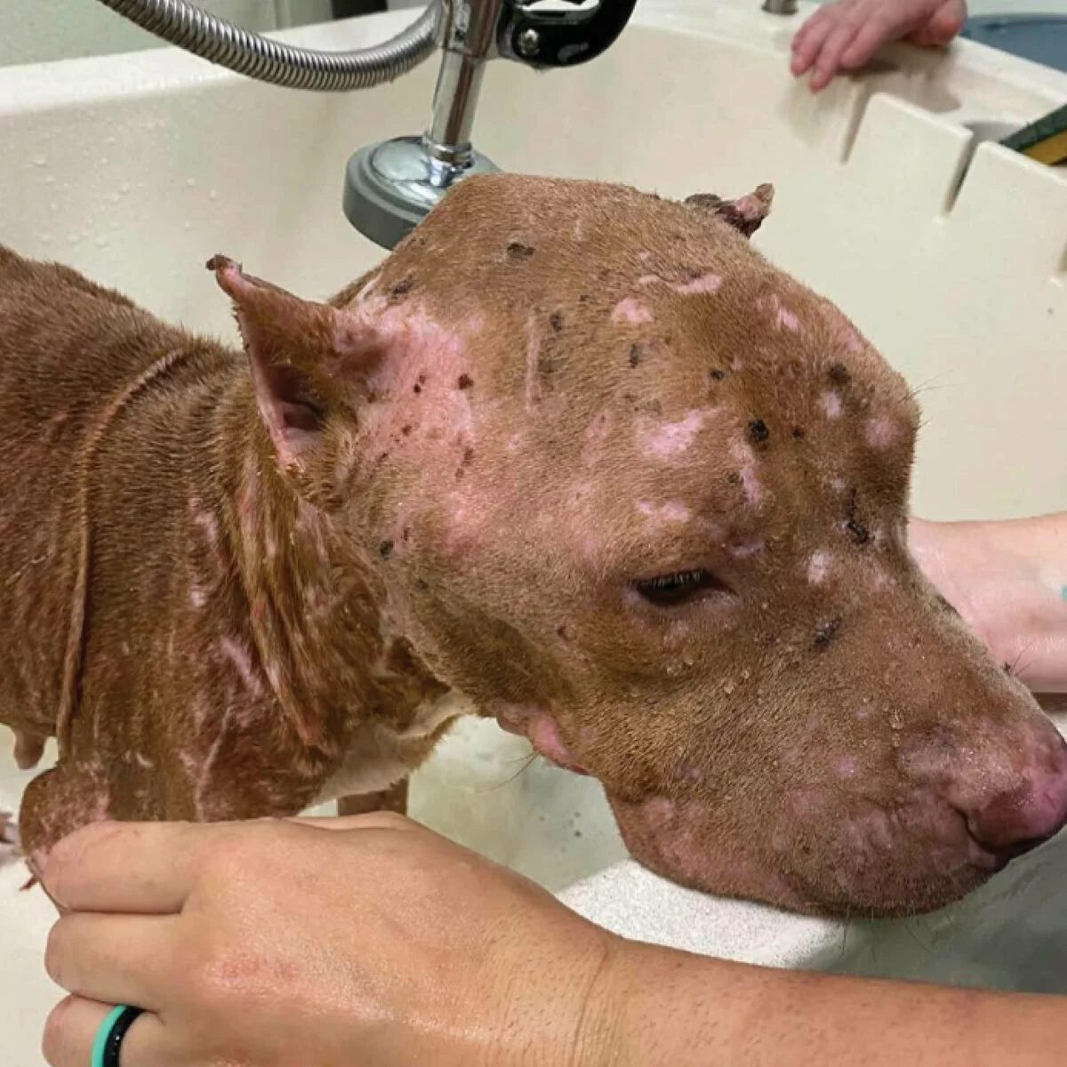 A brown dog with patchy fur loss and visible skin issues is being bathed in a sink. Someone gently holds and washes the dogs head, showing care and concern.